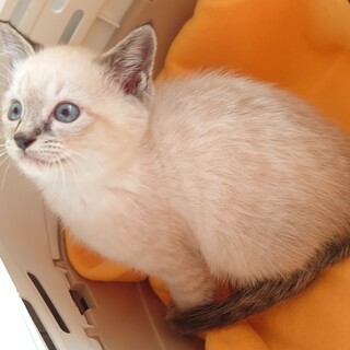 凛々しい見た目におっちょこちょいな中身のガビ君