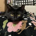 黒猫るかちゃん