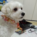 ミックス犬　(マルチーズ・トイプードル)