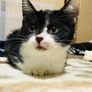 【保護子猫】可愛い白黒子猫の家族になってくれる方