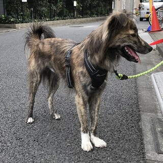 美しい琉球ミックス・11kg・トイレOK