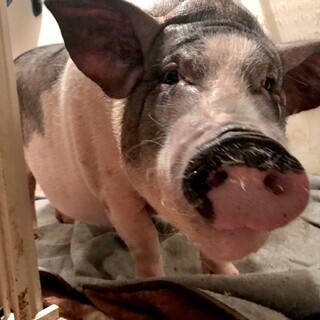 ミニブタ♀の募集です