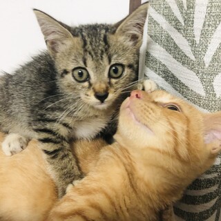 【おめめもフォルムもまん丸】キジトラのととくん