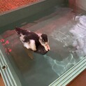 コールダックの雛里親募集中