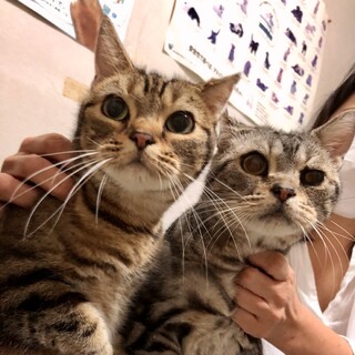 シニアの魅力★ベタ慣れぽっちゃりアメショペアで