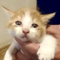 生後40日赤ちゃん子猫達♪
