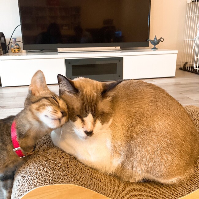 ラテ君のカバー写真