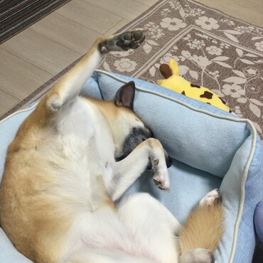 ひっくり返りー