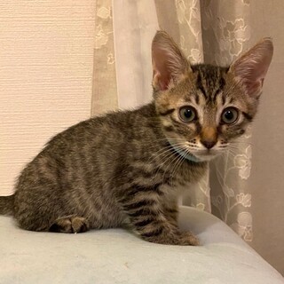 成猫とも仲良しキジトラ男子★コス