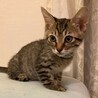 成猫とも仲良しキジトラ男子★コス サムネイル2