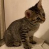 成猫とも仲良しキジトラ男子★コス サムネイル4