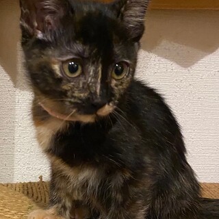 みんなと仲良しキュートなサビ柄女子★モス