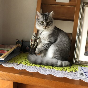 ボクは番猫