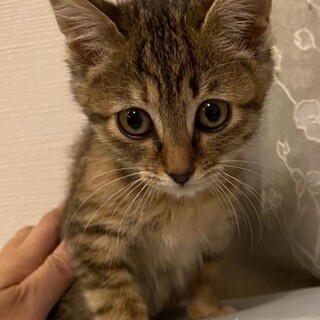 困り顔がキュートなキジトラ女子★もみじ