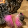 【ゴボウマン】おかげさまで里親さまが決まりました サムネイル4