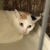 SOS‼️大人しめ綺麗な毛並み白多めの三毛 サムネイル3