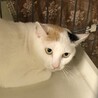 SOS‼️大人しめ綺麗な毛並み白多めの三毛 サムネイル4
