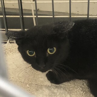 SOS‼️期限迫る 黒成猫　おとなしめ女の子