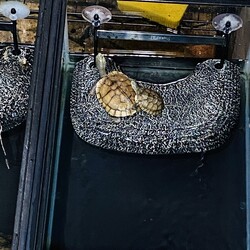 亀ちゃんと鳥ちゃんたちの日常