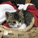 子猫２匹の里親募集