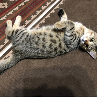 性格よし ベンガル風 ルナくん 去勢済み 見学歓迎