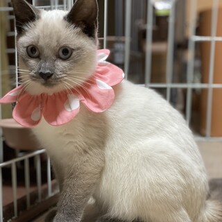 人懐っこいキュートな女の子！