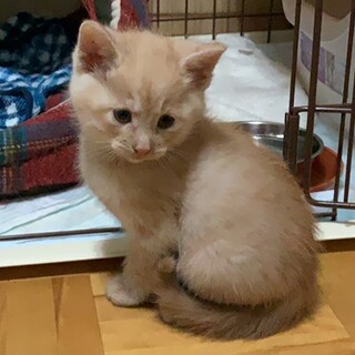 ぬいぐるみのような♡かわいい男の子