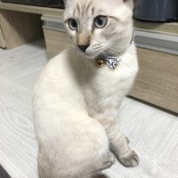 ティコ
