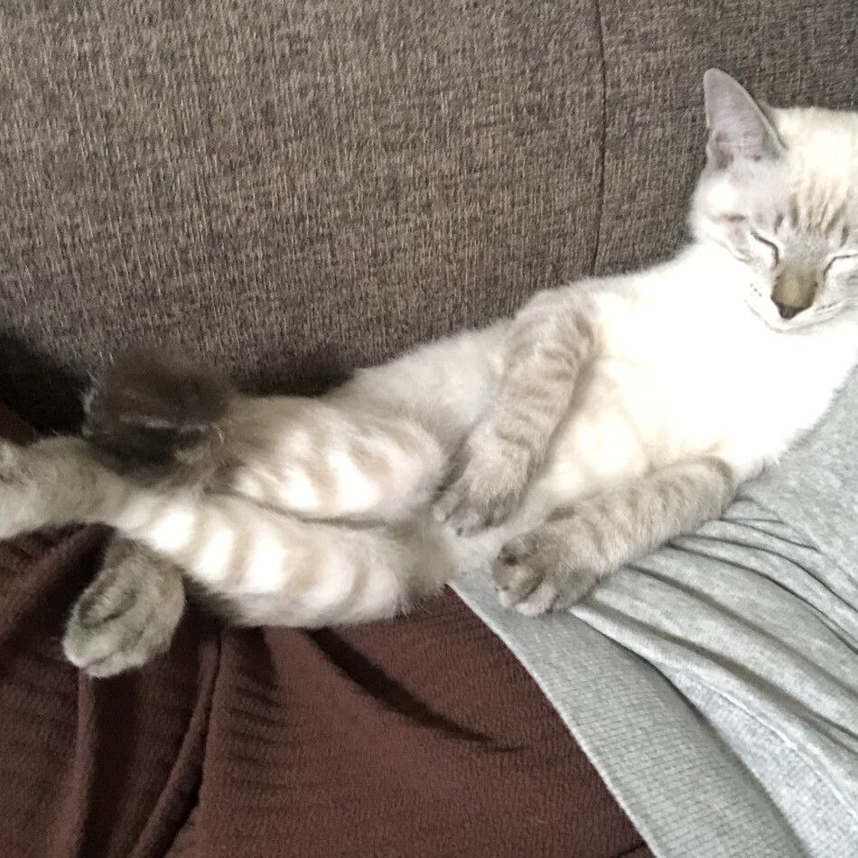 ティコのカバー写真