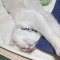 里親様決まりました