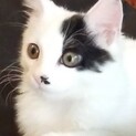 甘えん坊なフーちゃん❤︎半長毛の男の子❤︎３ヶ月