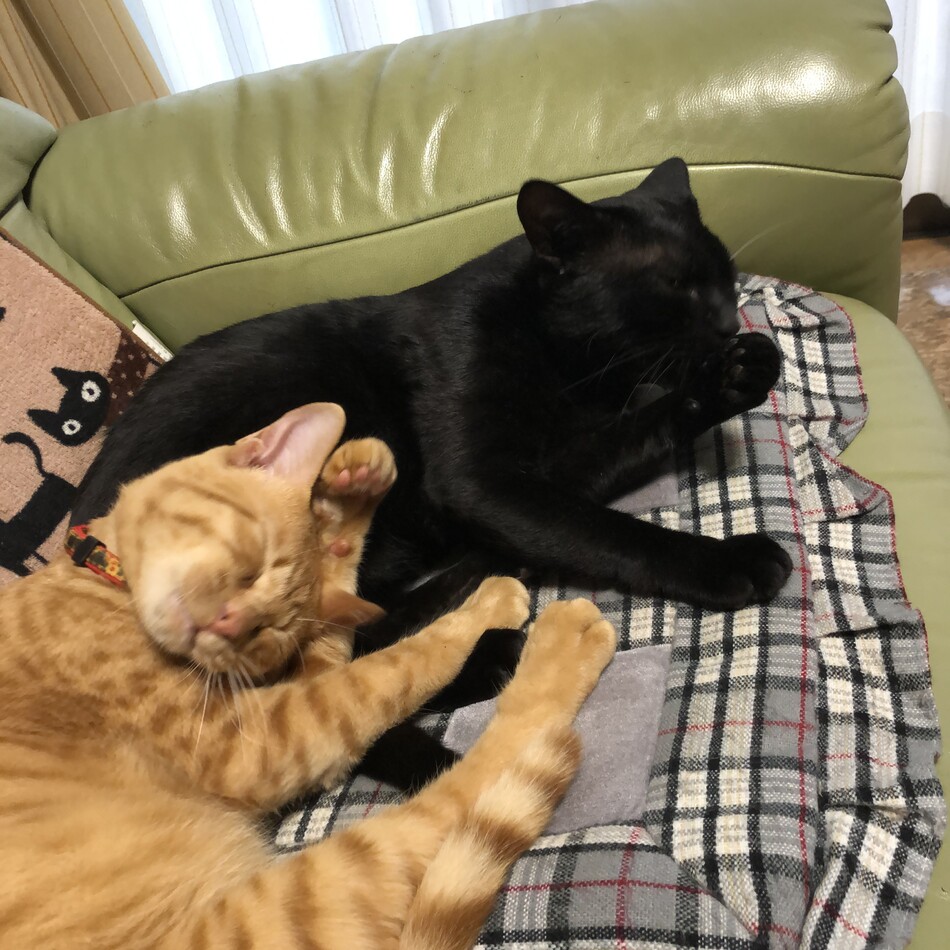 つむぐのカバー写真