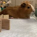 モルモット