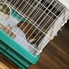 モルモット サムネイル2