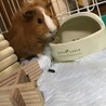 モルモット サムネイル3
