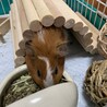 モルモット サムネイル4