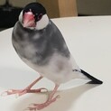 桜文鳥　男の子2歳　非手乗り