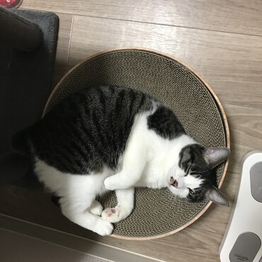 新しい寝床、ニャンちゅう (´∀｀)