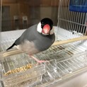 桜文鳥　女の子　1歳　非手乗り