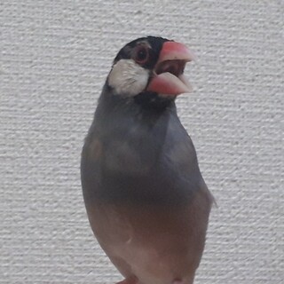 文鳥6/27生まれ【滋賀】