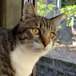 人懐っこい子猫3兄妹　不妊手術済み