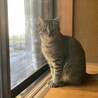 人懐っこい子猫3兄妹　不妊手術済み サムネイル3