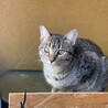 人懐っこい子猫3兄妹　不妊手術済み サムネイル6