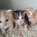 (応募者複数のため募集一時停止にします）子猫たち