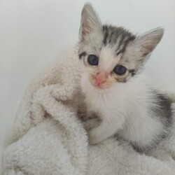 第101回　にゃん☆ぴーす猫譲渡会（完全予約制）