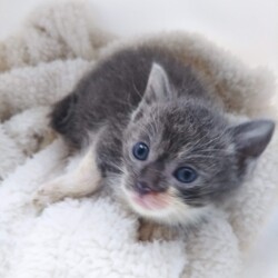 第101回　にゃん☆ぴーす猫譲渡会（完全予約制） サムネイル2