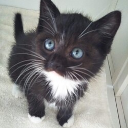 第101回　にゃん☆ぴーす猫譲渡会（完全予約制） サムネイル3