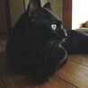 ほんにけ