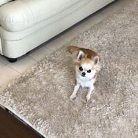 あんじゅ
