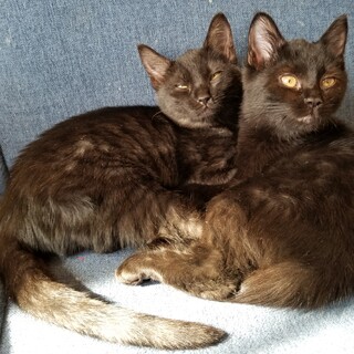 くろねこ♂️可愛いです(*^.^*)